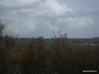 lle del Simeto-24-02-2013 11-44-49